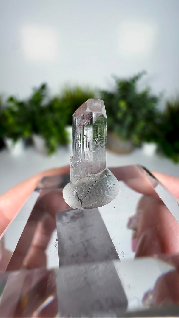 Gem Danburite Specimen from Aurora Mine, Charcas, San Luis Potosí, Mexico