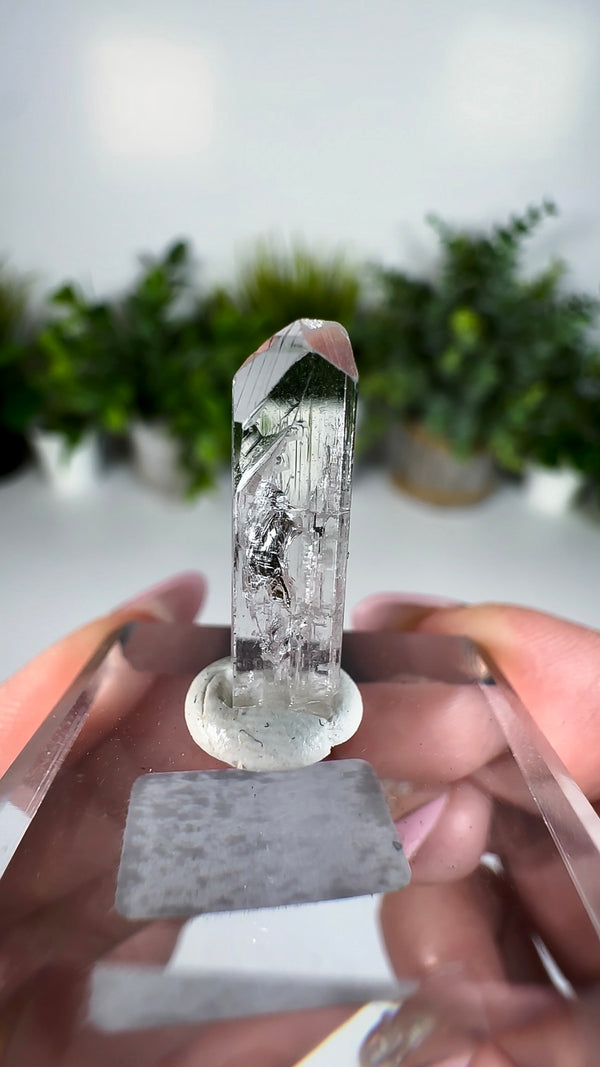 Gem Danburite Specimen from Aurora Mine, Charcas, San Luis Potosí, Mexico