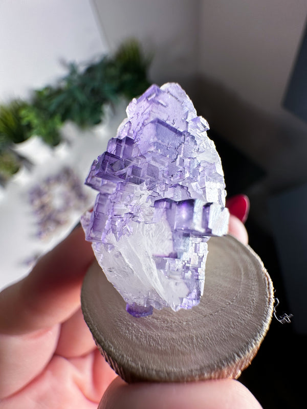 Fluorite from Tule Mine, Múzquiz Municipality, Coahuila, Mexico • ONE Intuitively Selected Múzquiz Fluorite Specimen