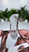 Gem Danburite Specimen from Aurora Mine, Charcas, San Luis Potosí, Mexico