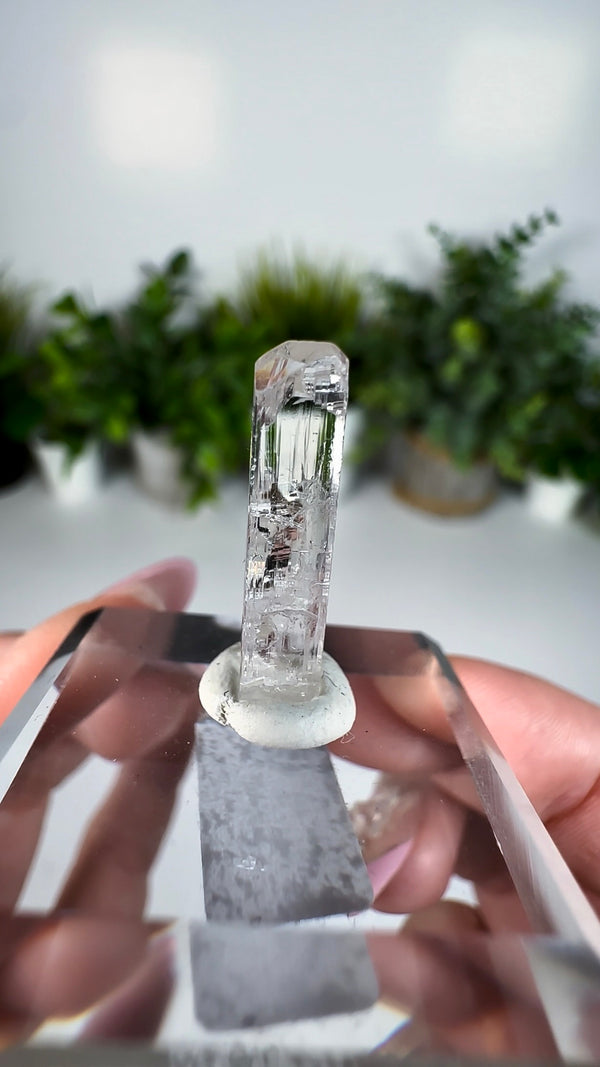 Gem Danburite Specimen from Aurora Mine, Charcas, San Luis Potosí, Mexico