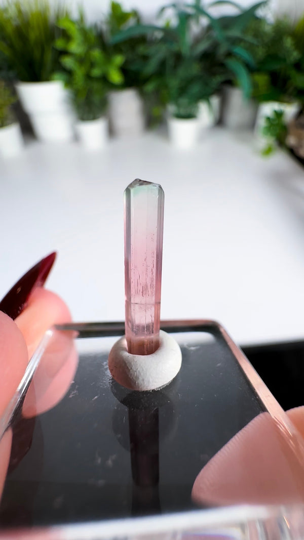 Multicolor Tourmaline Specimens from Paprok Mine! Choose Your Own!