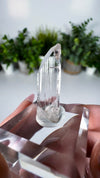 Gem Danburite Specimen from Aurora Mine, Charcas, San Luis Potosí, Mexico