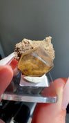 Calcite from North Vernon, Jennings County, Indiana, USA