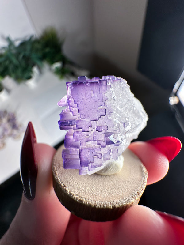 Fluorite from Tule Mine, Múzquiz Municipality, Coahuila, Mexico • ONE Intuitively Selected Múzquiz Fluorite Specimen