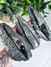 Orthoceras Fossil from Morocco (400-450 million years old!) • Choose Your Own!
