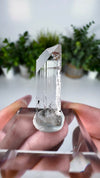 Gem Danburite Specimen from Aurora Mine, Charcas, San Luis Potosí, Mexico