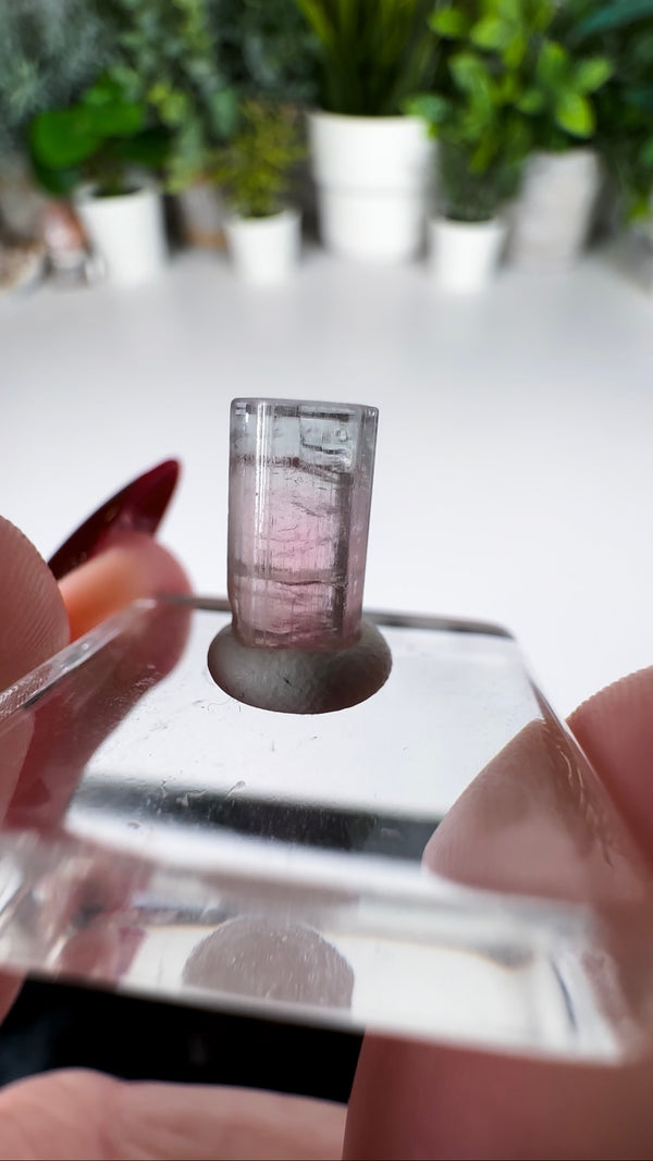 Multicolor Tourmaline Specimens from Paprok Mine! Choose Your Own!