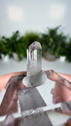 Gem Danburite Specimen from Aurora Mine, Charcas, San Luis Potosí, Mexico