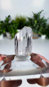 Gem Danburite Specimen from Aurora Mine, Charcas, San Luis Potosí, Mexico