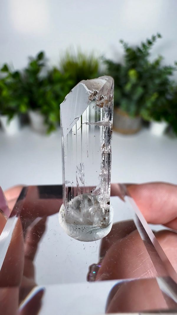 Gem Danburite Specimen from Aurora Mine, Charcas, San Luis Potosí, Mexico