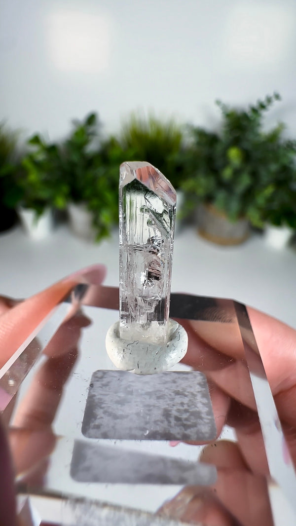 Gem Danburite Specimen from Aurora Mine, Charcas, San Luis Potosí, Mexico