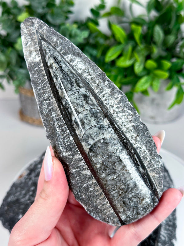 Orthoceras Fossil from Morocco (400-450 million years old!) • Choose Your Own!