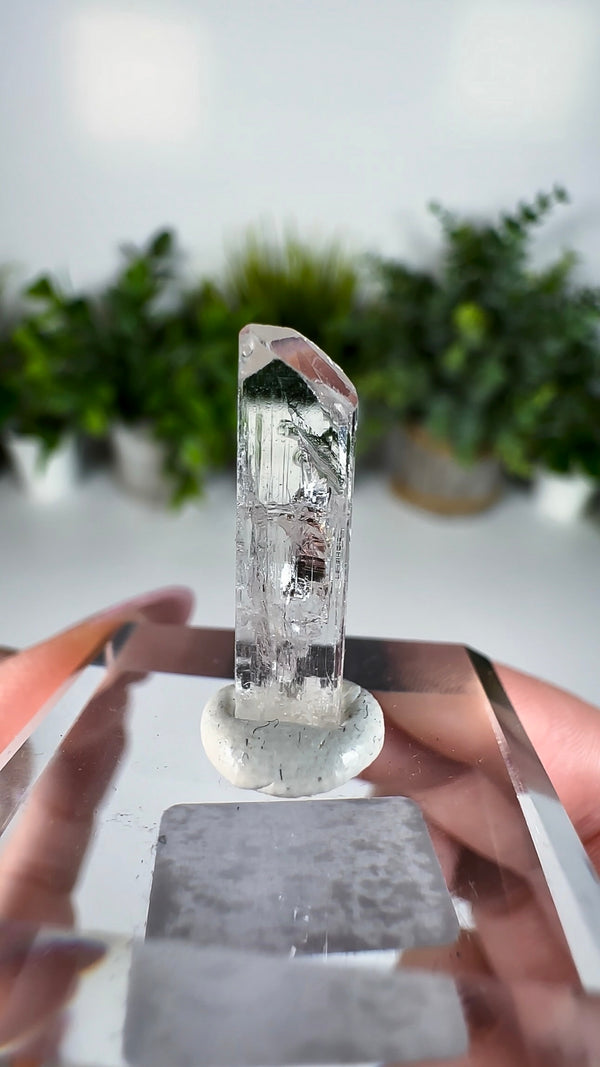 Gem Danburite Specimen from Aurora Mine, Charcas, San Luis Potosí, Mexico