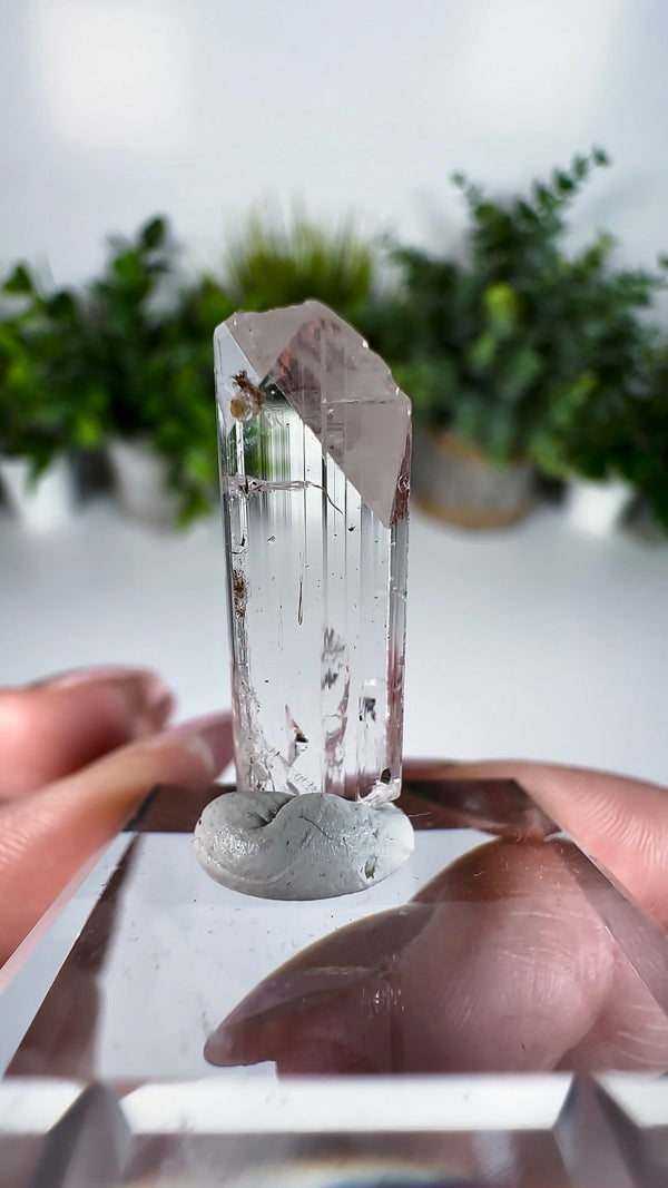 Gem Danburite Specimen from Aurora Mine, Charcas, San Luis Potosí, Mexico