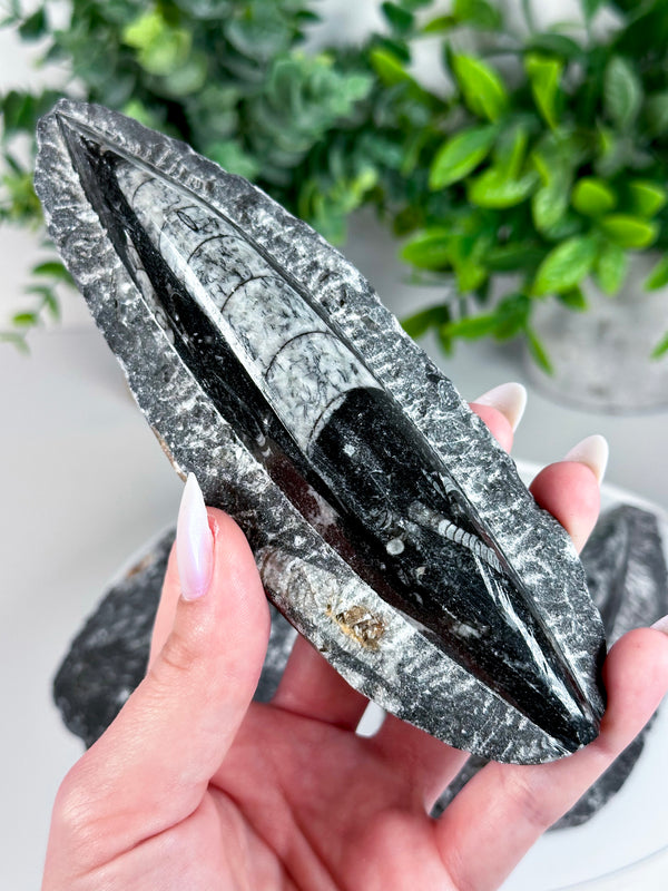 Orthoceras Fossil from Morocco (400-450 million years old!) • Choose Your Own!