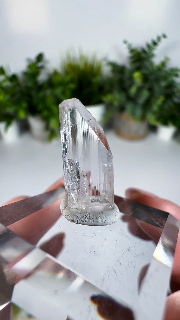 Gem Danburite Specimen from Aurora Mine, Charcas, San Luis Potosí, Mexico
