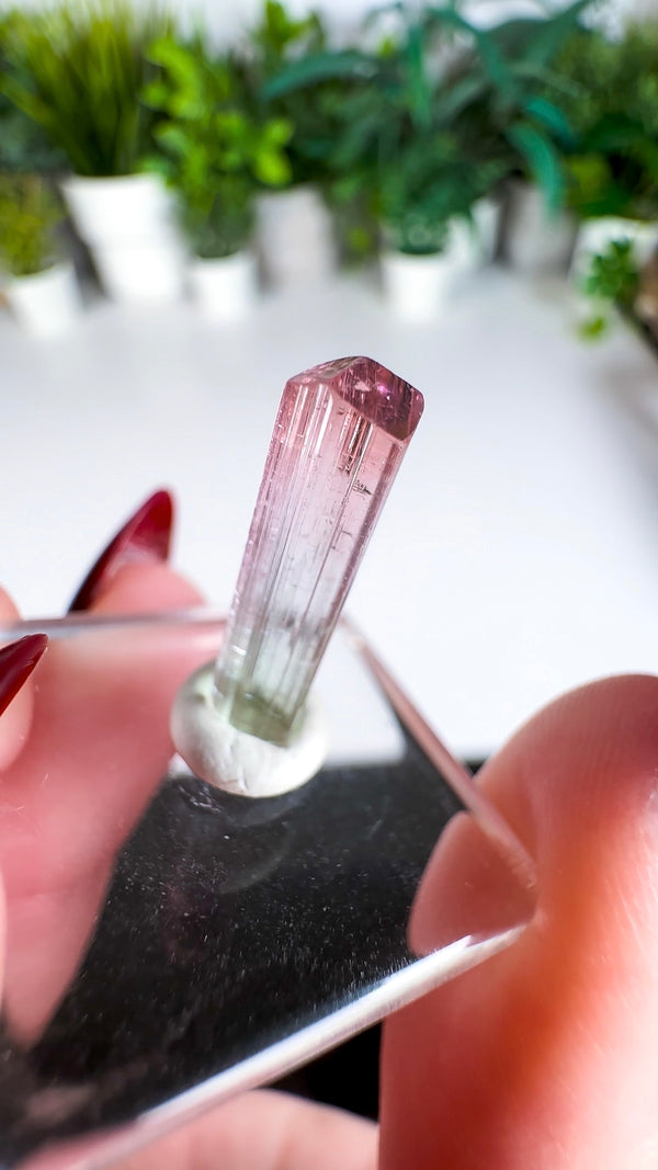 Bicolor Tourmaline from Paprok Mine