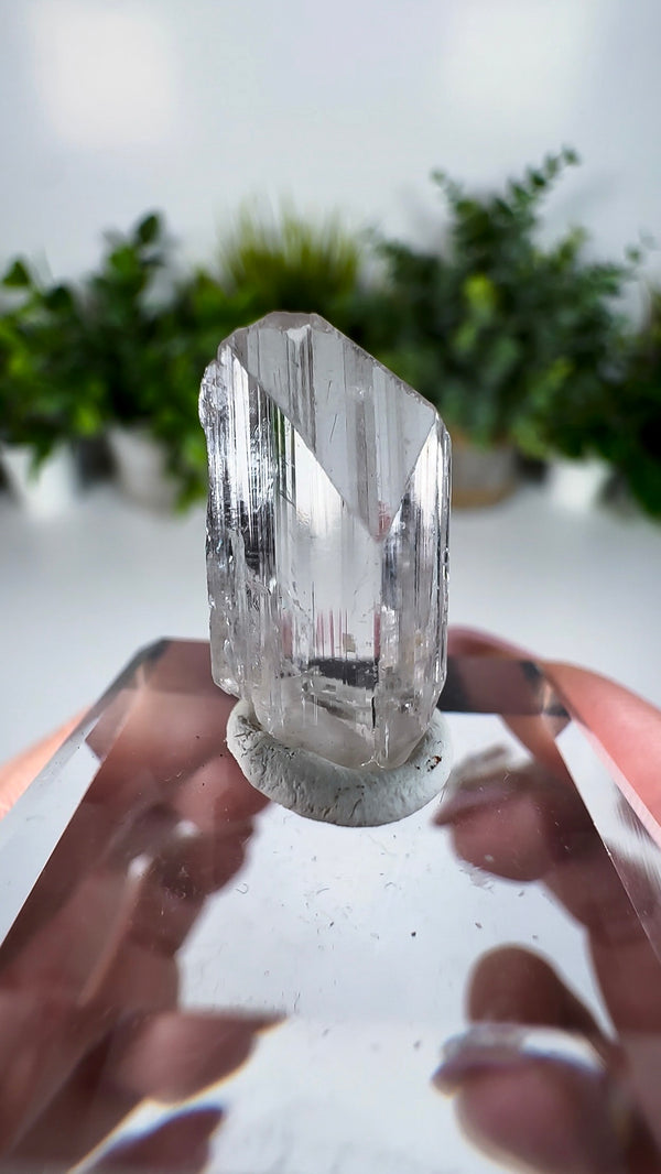 Gem Danburite Specimen from Aurora Mine, Charcas, San Luis Potosí, Mexico