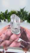 Gem Danburite Specimen from Aurora Mine, Charcas, San Luis Potosí, Mexico
